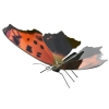 Butterfly Eastern Coma